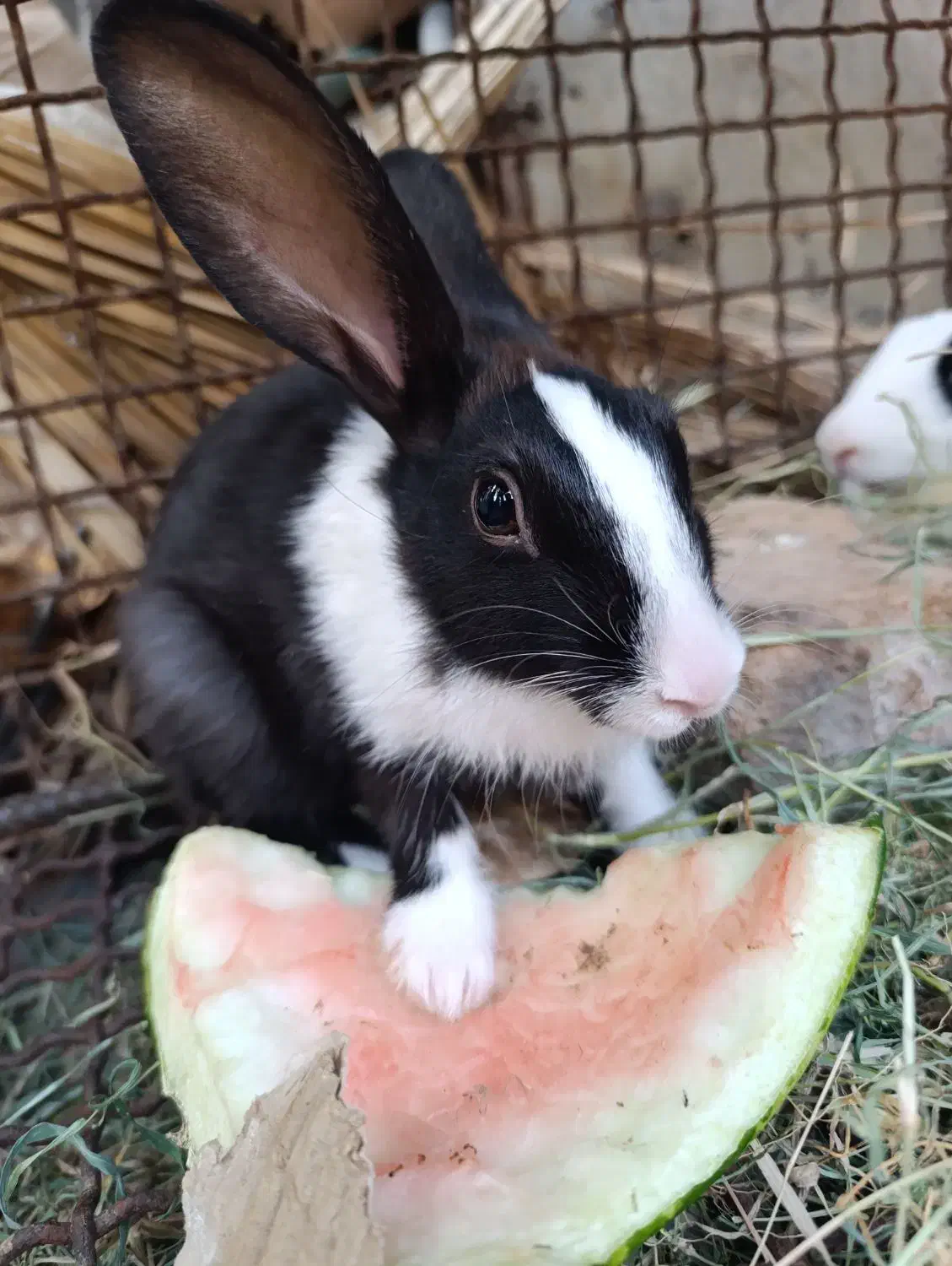 دو عدد خرگوش ماده|موش و خرگوش|بم, |دیوار