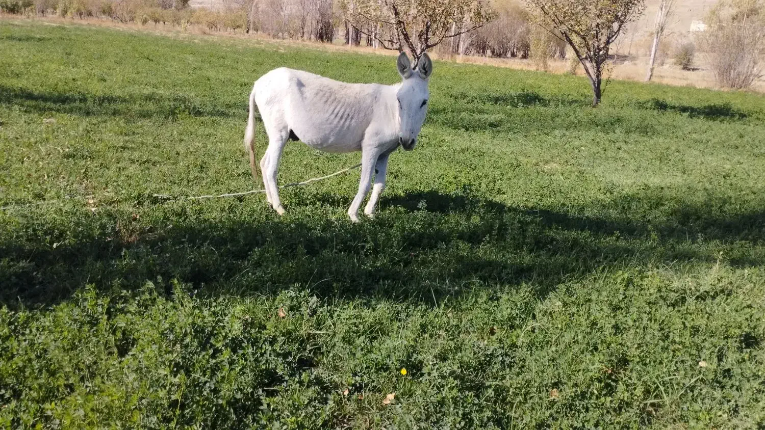 الاغ|حیوانات مزرعه|قوچان, |دیوار