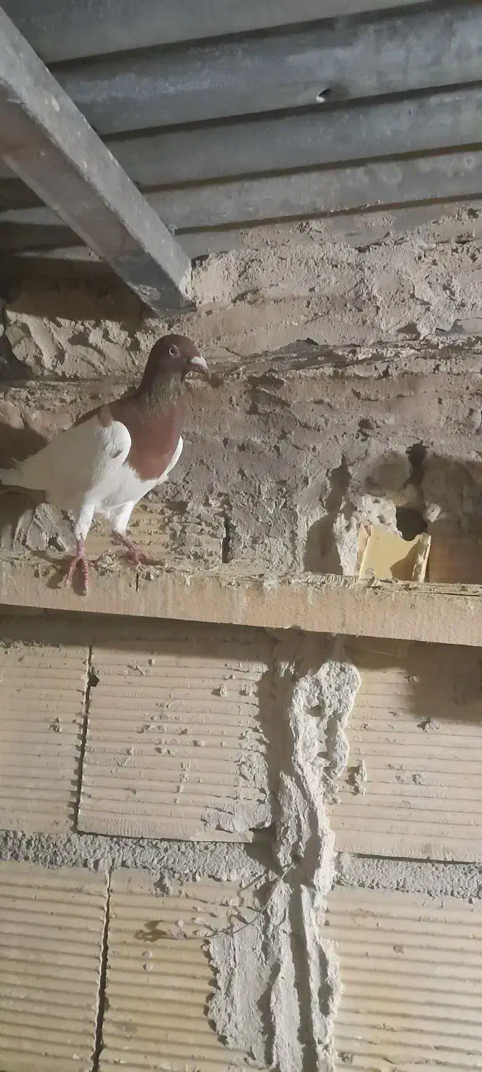 پلاکی نروماده|پرنده|بابا حیدر, |دیوار