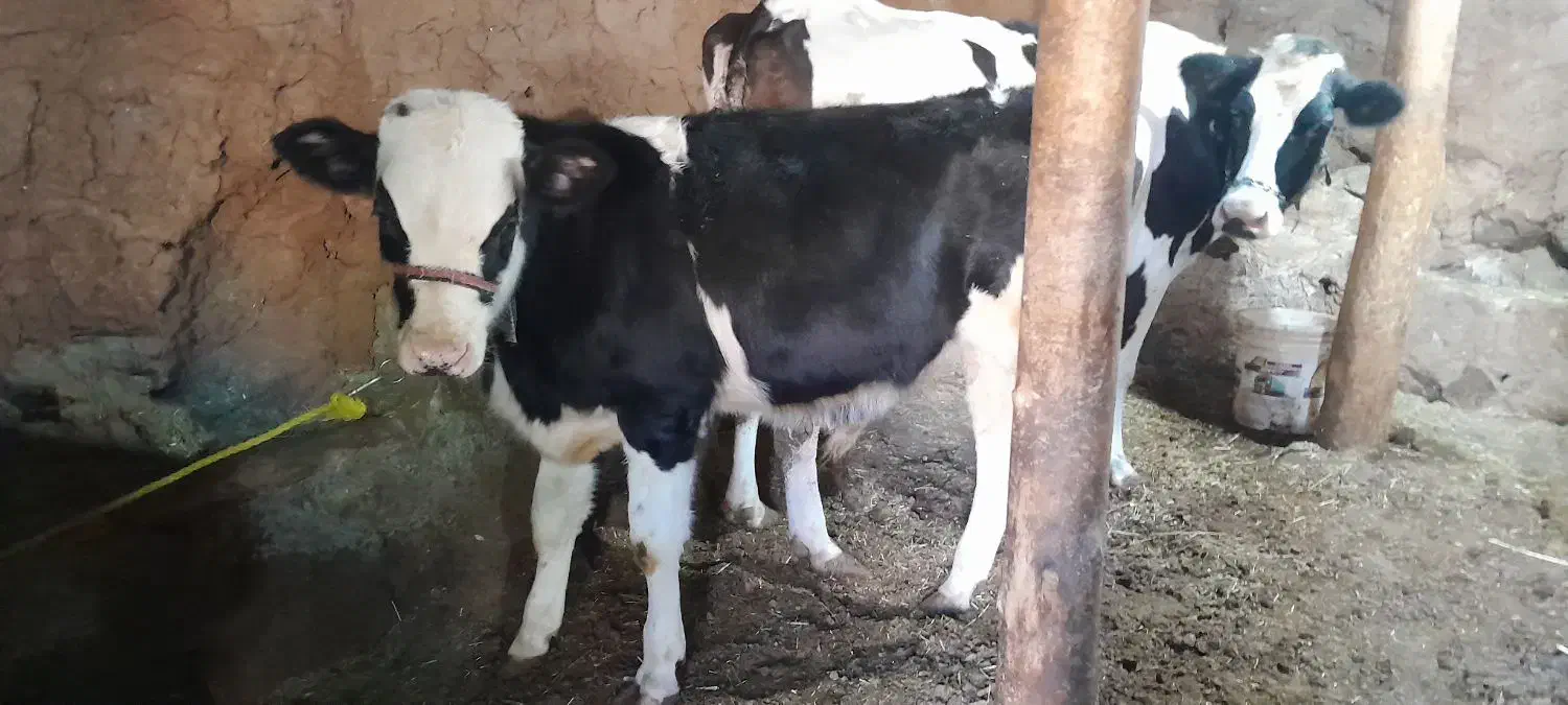 گاوو گوساله نر دوباره آبستن|حیوانات مزرعه|سارال, |دیوار