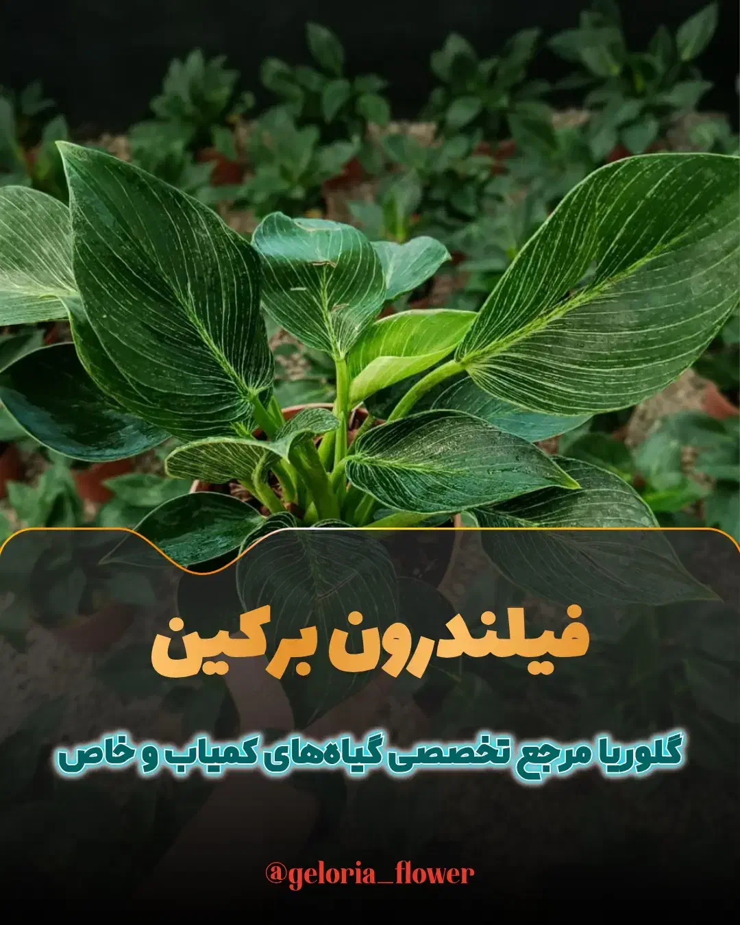 فیلندرون برکین مینیاتوری|گل و گیاه طبیعی|قم, پردیسان|دیوار