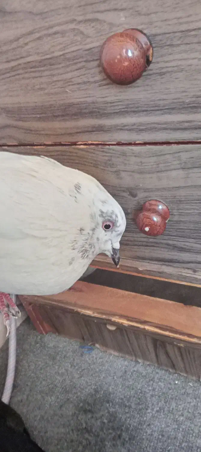 کفتر|پرنده|همدان, |دیوار