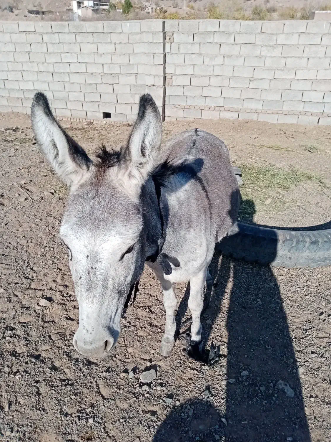 خر.|حیوانات مزرعه|سبزوار, پیروزی|دیوار