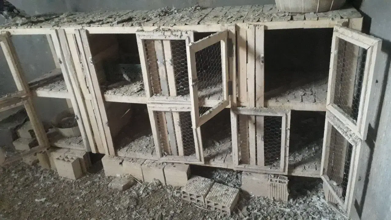 قفس چوبی|لوازم جانبی حیوانات|فرح دشت, |دیوار