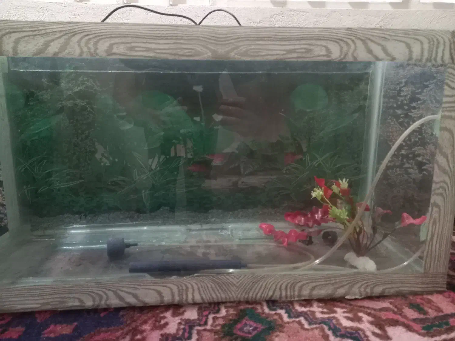 آکواریوم|لوازم جانبی حیوانات|نسیم‌شهر, |دیوار