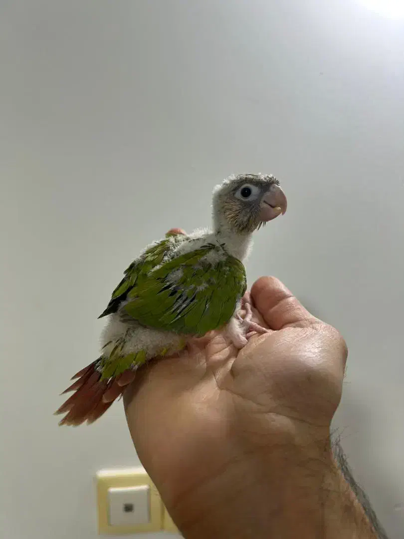 گرینچیک سرلاکی نژاد سینامون|پرنده|کلاردشت, |دیوار