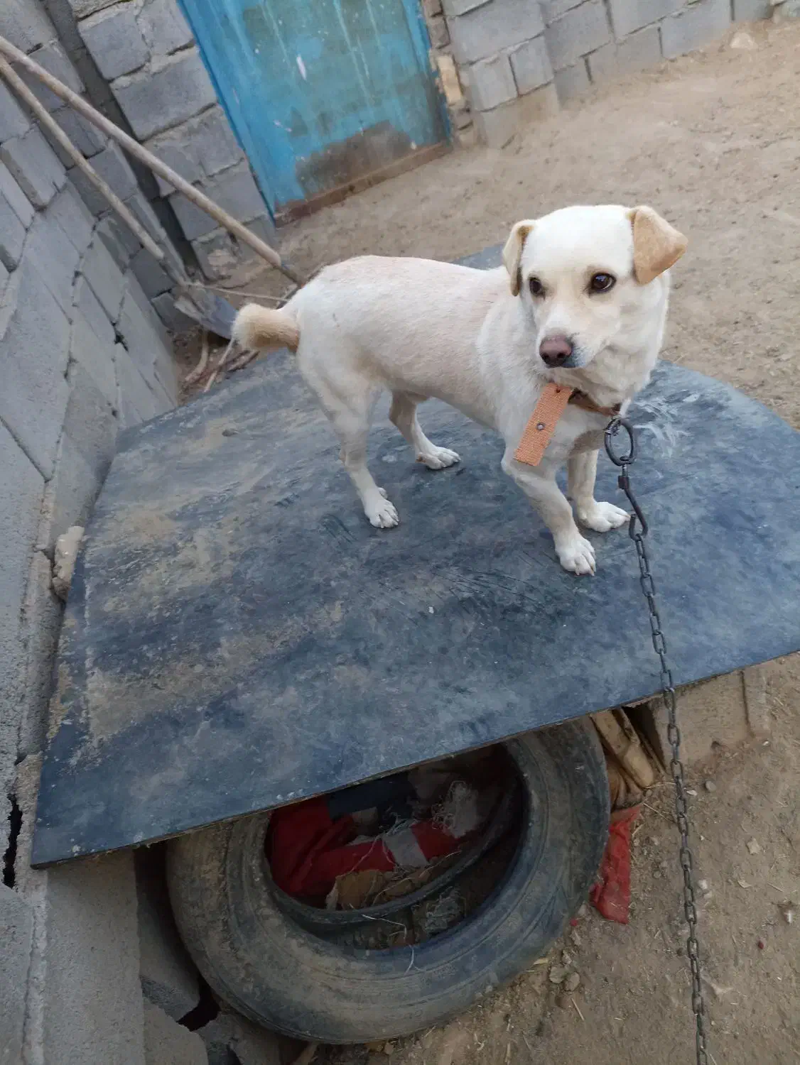 پاپی با مزه|سگ|خواف, |دیوار