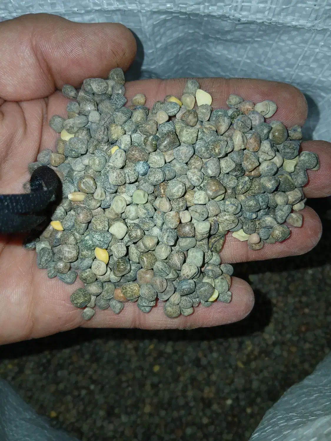 هلر|خوردنی و آشامیدنی|رودشت (چهارمحال و بختیاری), |دیوار