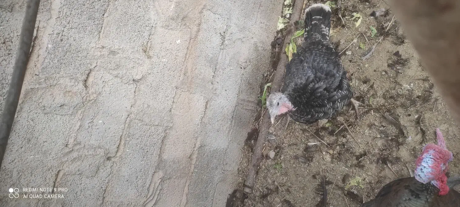 بوقلمون ماده به شرط تخم|حیوانات مزرعه|رفسنجان, |دیوار