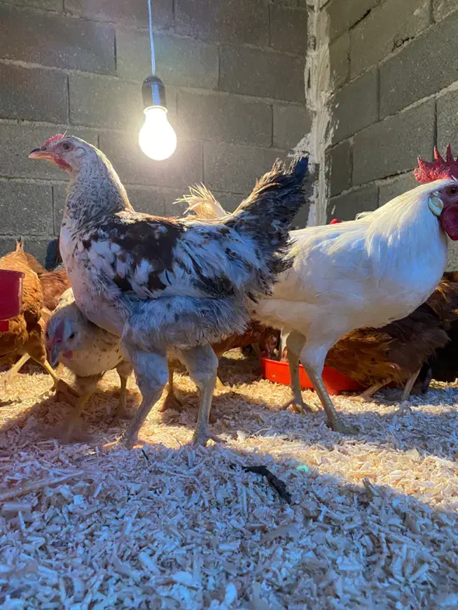 فروش ۵۰ تامرغ و خروس محلی گلپایگان و برهما|حیوانات مزرعه|هشتگرد, تهران دشت|دیوار