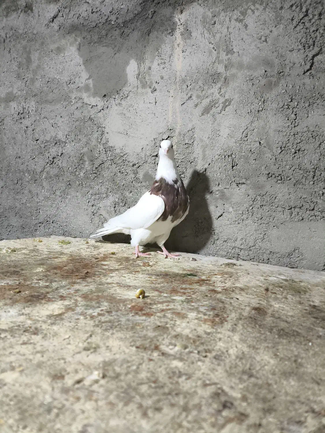 طوقی|پرنده|جرقویه, |دیوار