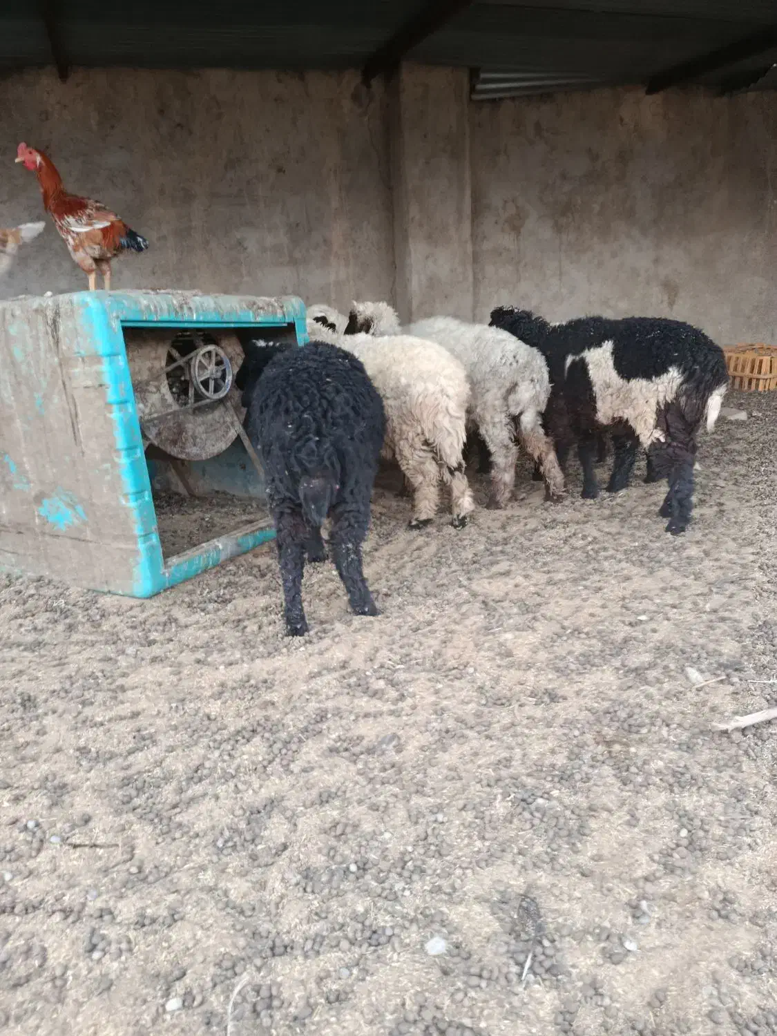 یبل|حیوانات مزرعه|هامون, |دیوار