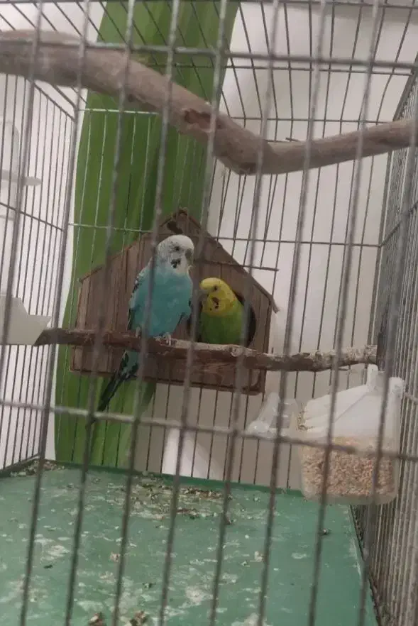 مرغ عشق مولد|پرنده|بروجرد, |دیوار