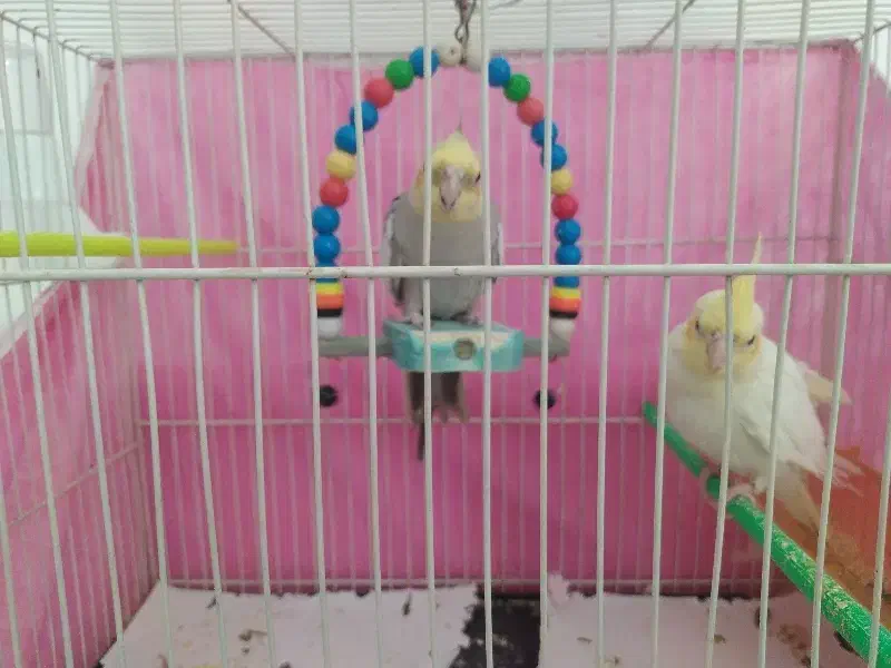 عروس هلندی|پرنده|مشهد, فاطمیه|دیوار