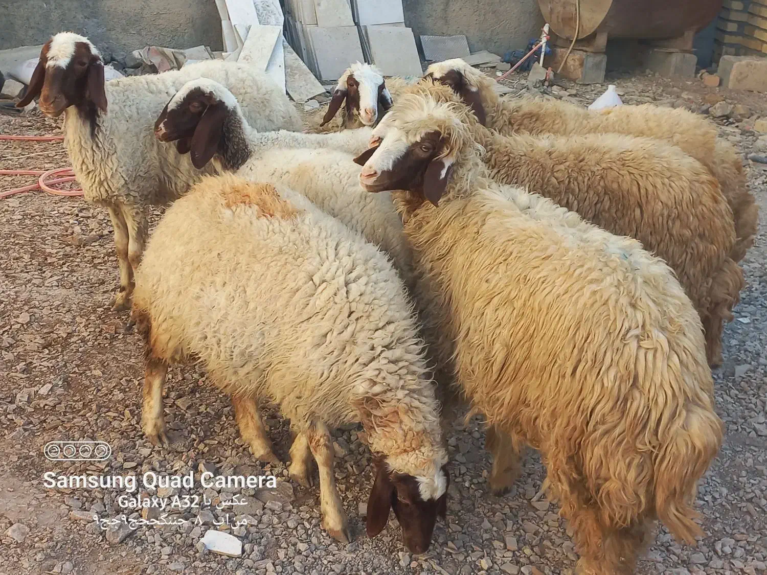 گوسفند ماده داشتی درحد شک باب داشت|حیوانات مزرعه|کوزران, |دیوار