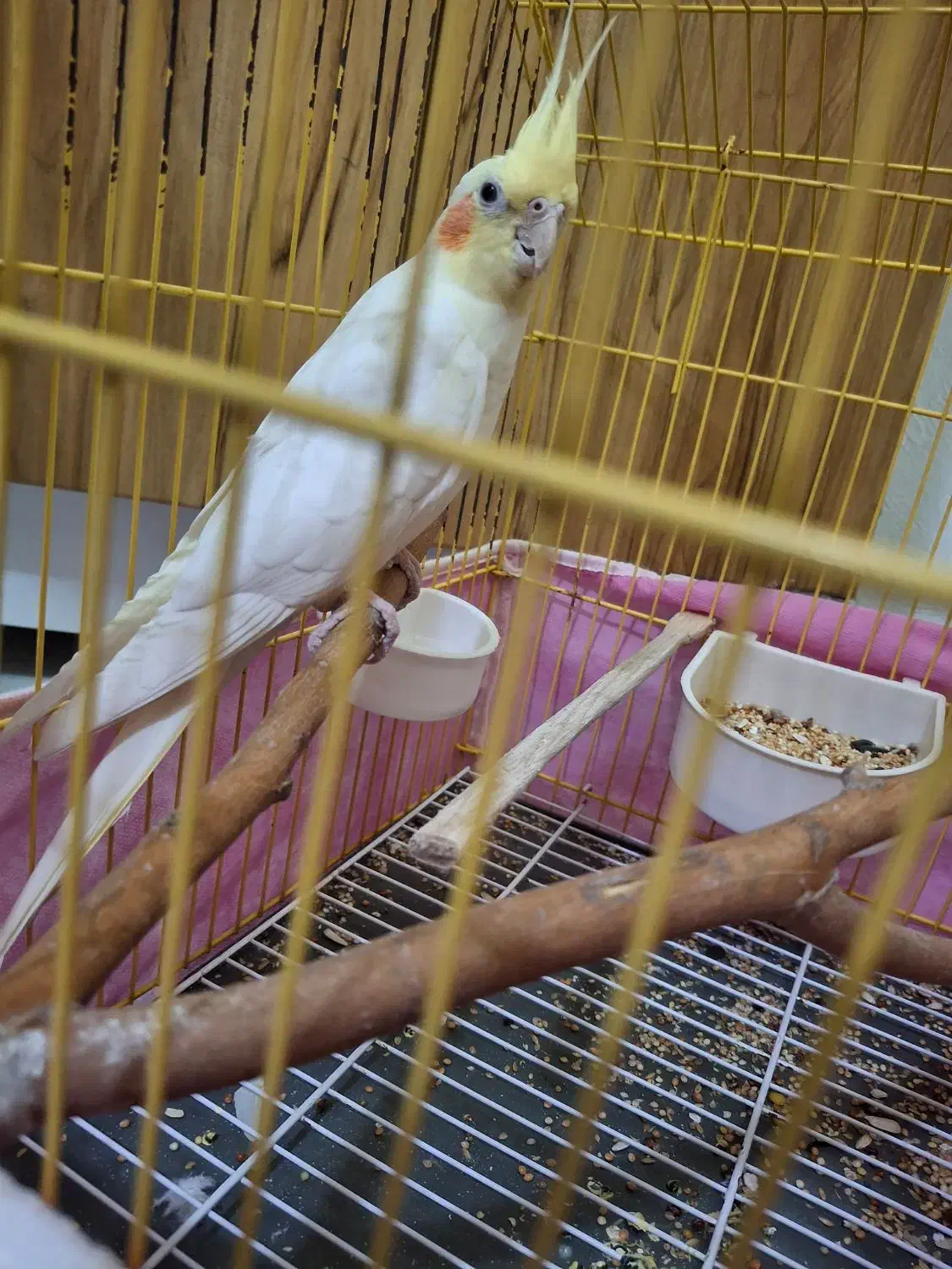 طوطی عروس هلندی لوتینو یک ساله|پرنده|الوند, |دیوار