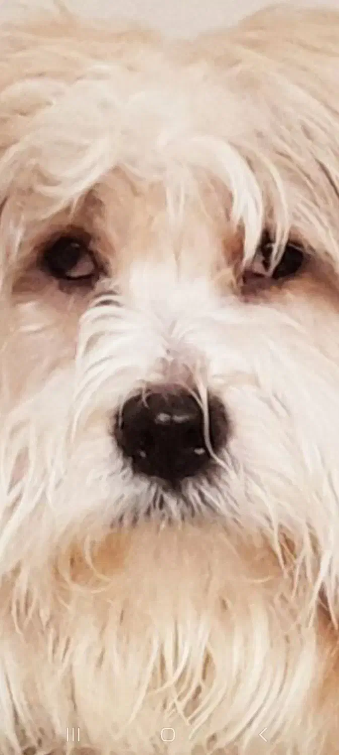 سگ تربیت شده نژاد فرانسوی رایگان|سگ|تهران, نیاوران|دیوار