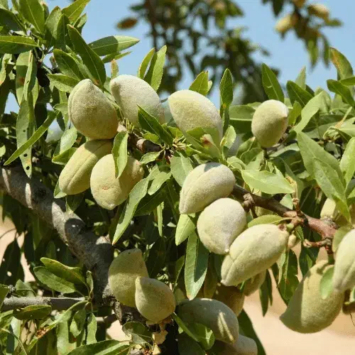 تولید و فروش ارقام دیمی بدون نیاز به آب|خدمات باغبانی و درختکاری|قزوین, |دیوار