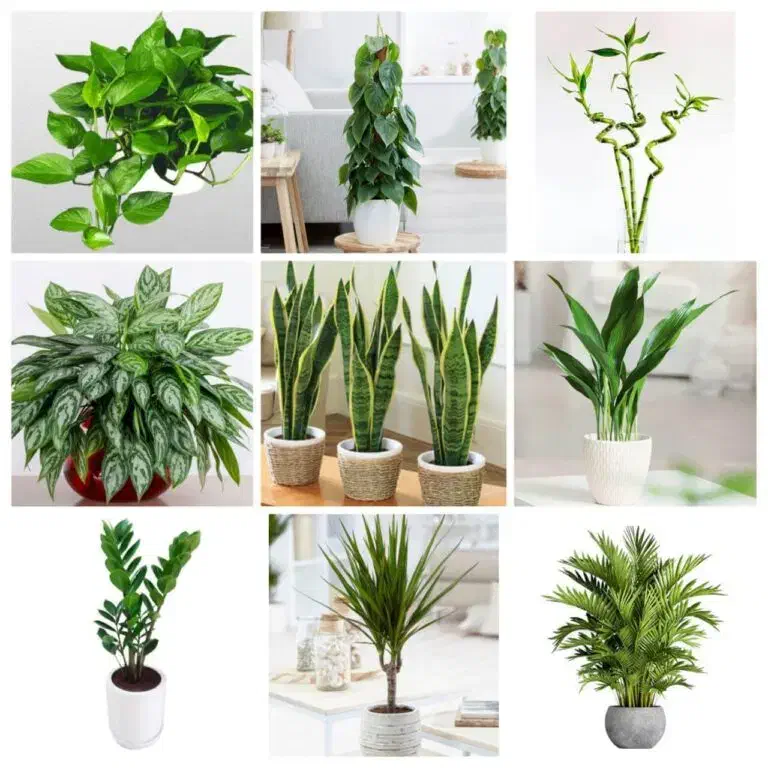 مشاور گل|فعالیت داوطلبانه|ارومیه, |دیوار