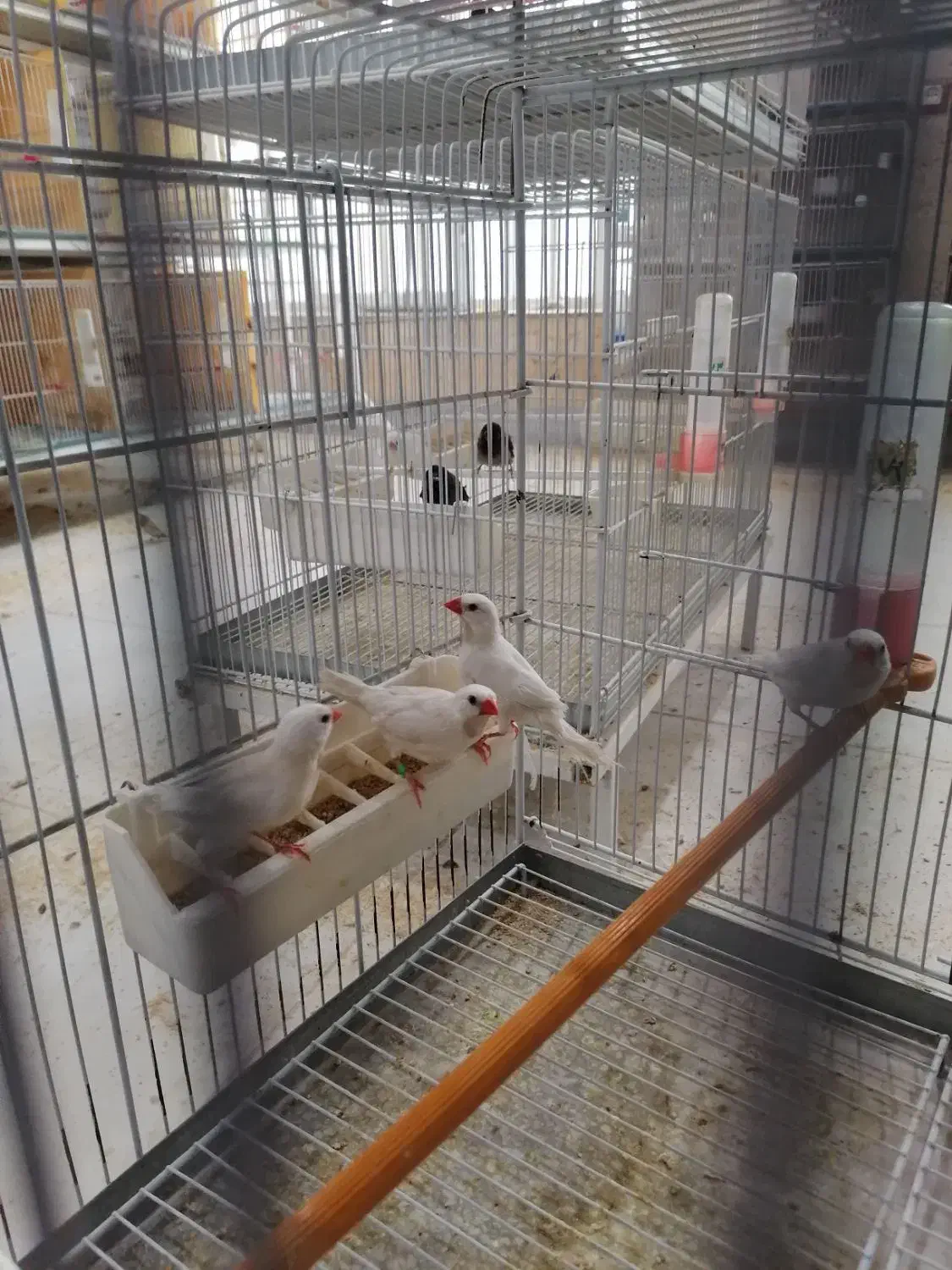 کراواتی سفید|پرنده|شیراز, کرونی(خاتونک)|دیوار