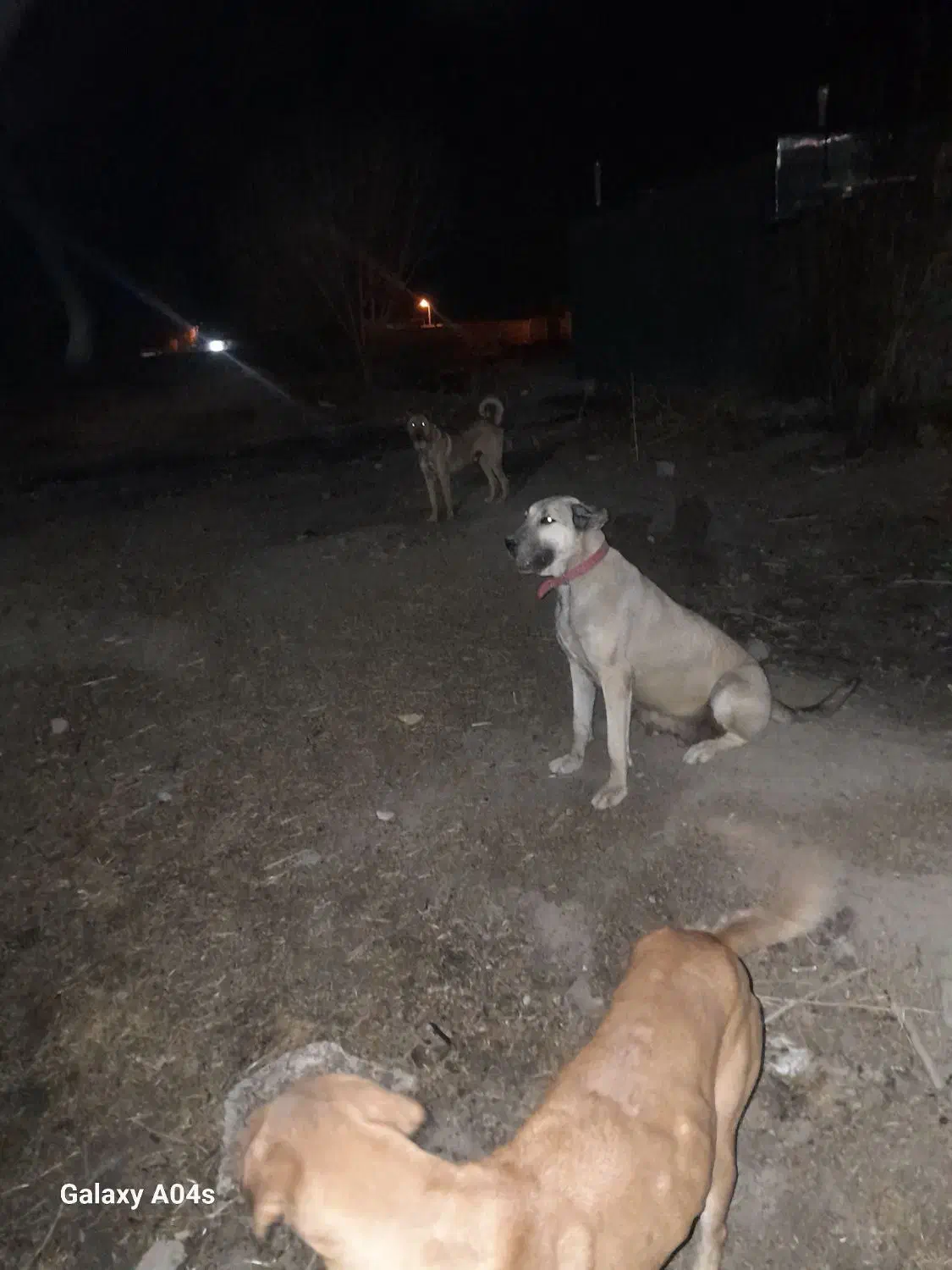 ماده سرابی از نسل جنی میانه|سگ|سجاس رود, |دیوار