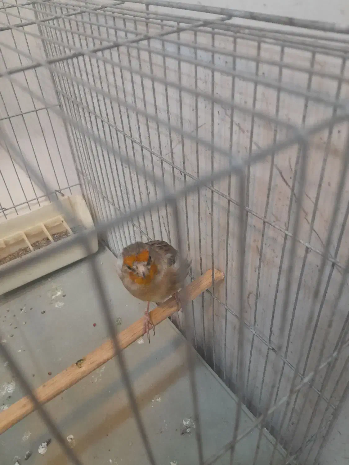 سهره تازه صاف شروع به خواندن|پرنده|همدان, |دیوار