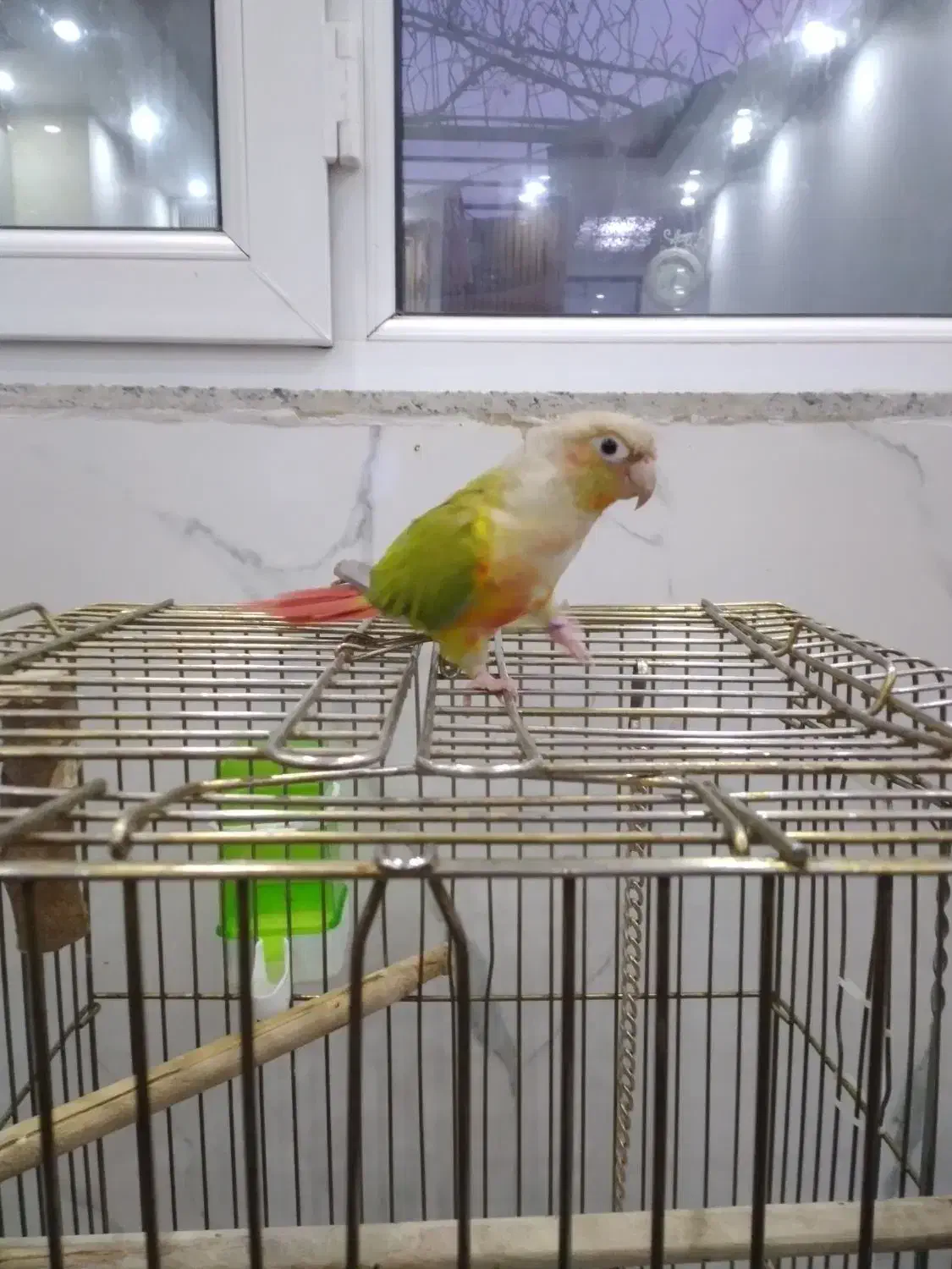 طوطی نر گرینچیک|پرنده|فشاپویه, |دیوار