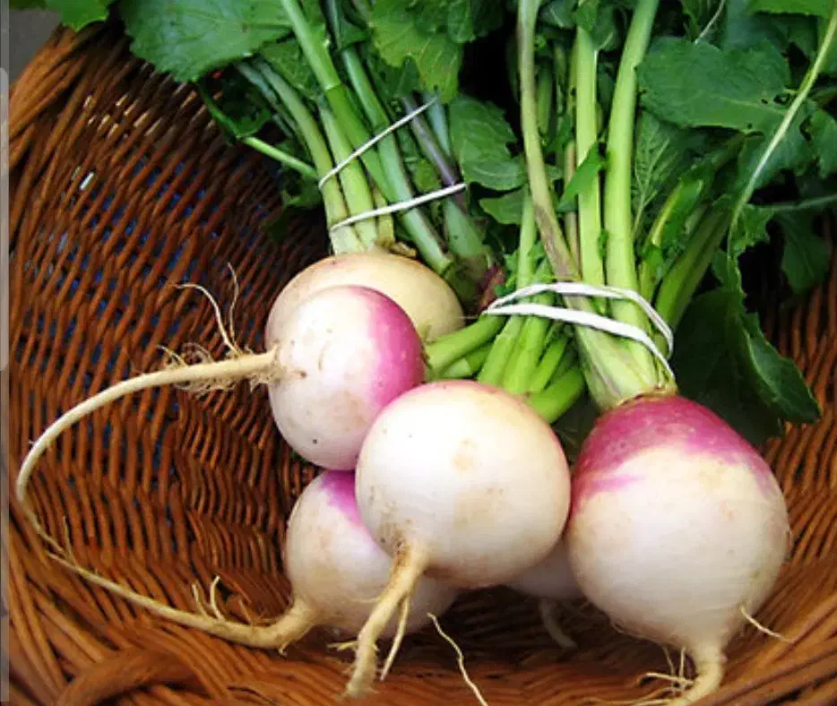 شلغم همون ترب|خوردنی و آشامیدنی|اصلاندوز, |دیوار