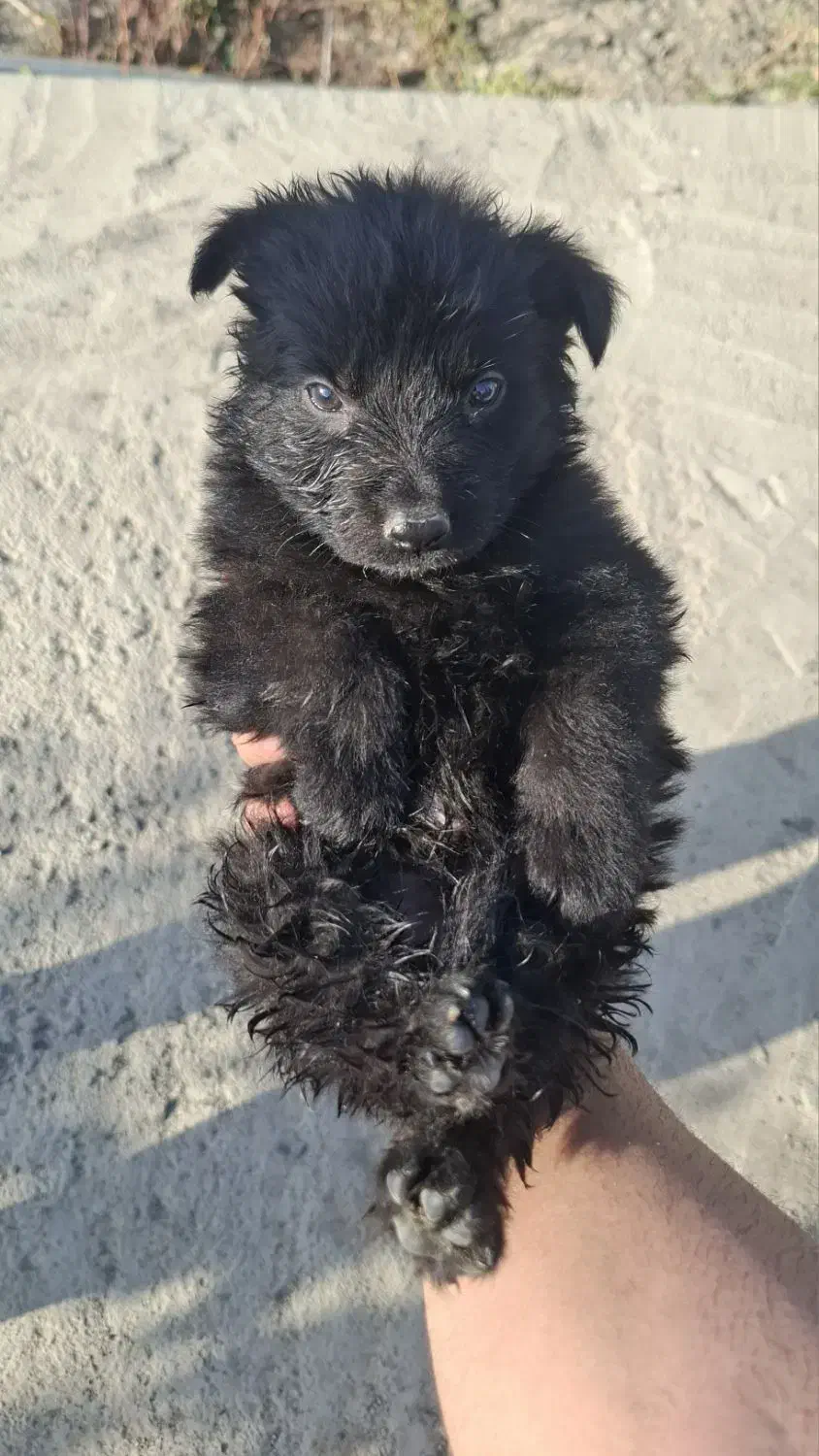 ژرمن بلک|سگ|مشهد, فردوسی|دیوار