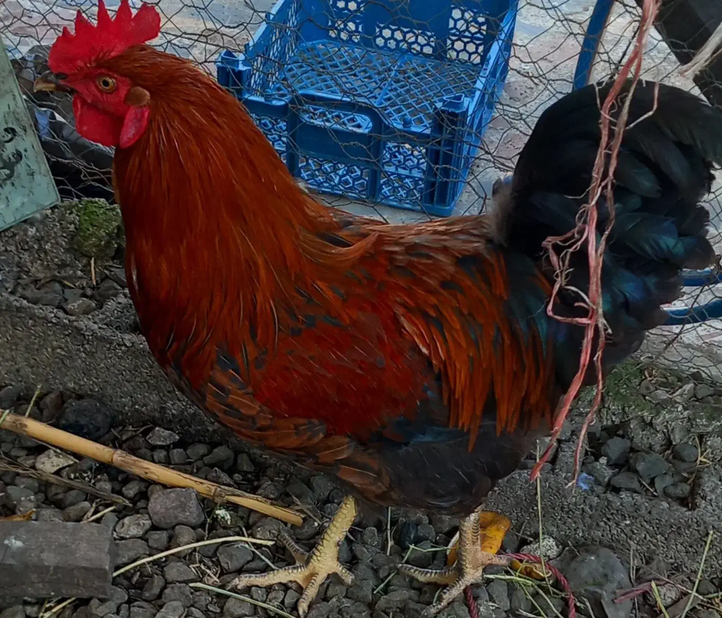 خروس|حیوانات مزرعه|ماسال, |دیوار