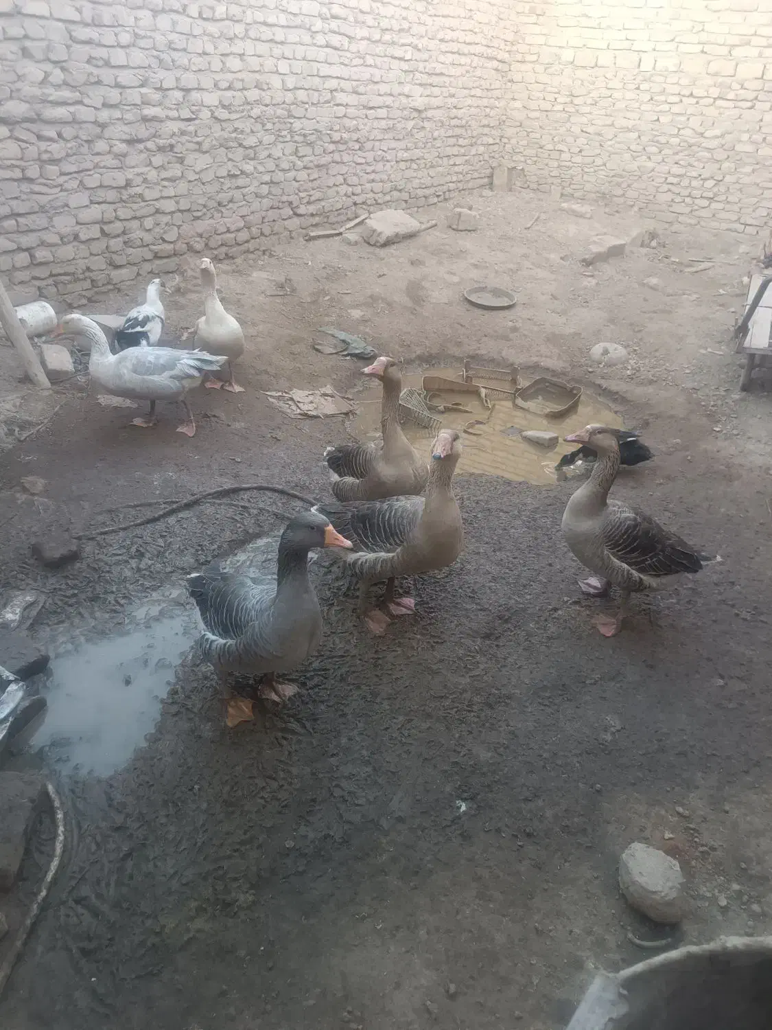 اردک|حیوانات مزرعه|زابل, |دیوار