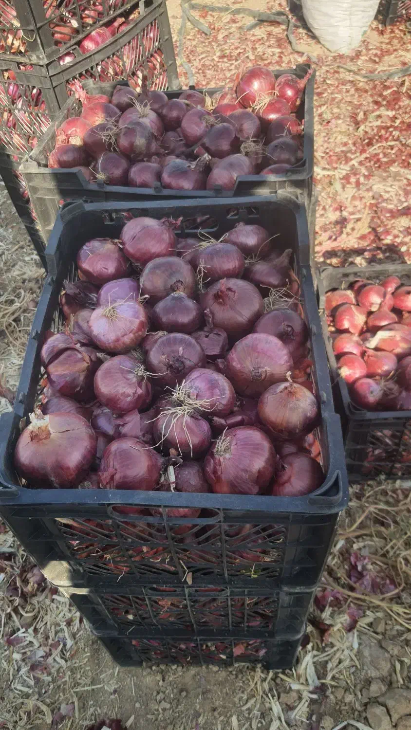 فروش پیاز قرمز درجه یک|عمدهفروشی|طسوج, |دیوار