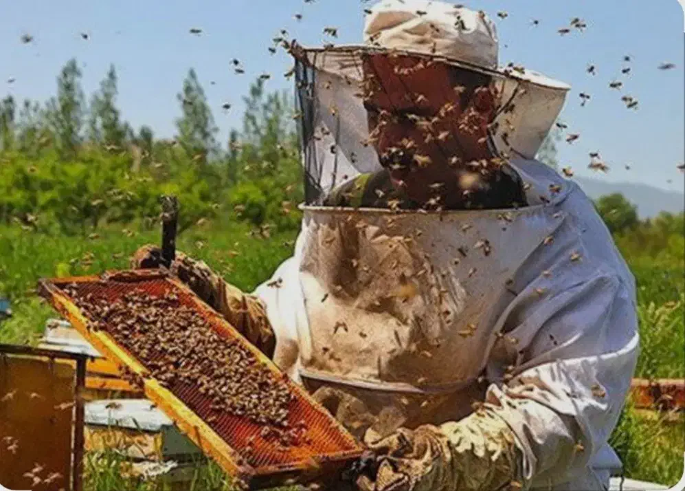 عسل دوا عسل شفا....|خوردنی و آشامیدنی|مشهد, چهارچشمه|دیوار