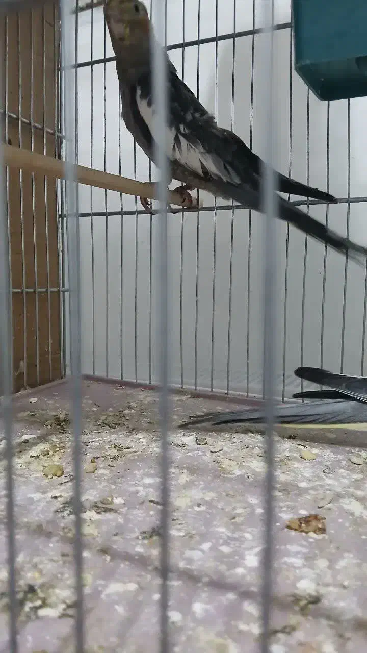 جفت عروس ۸۰۰|پرنده|شاهرود, |دیوار