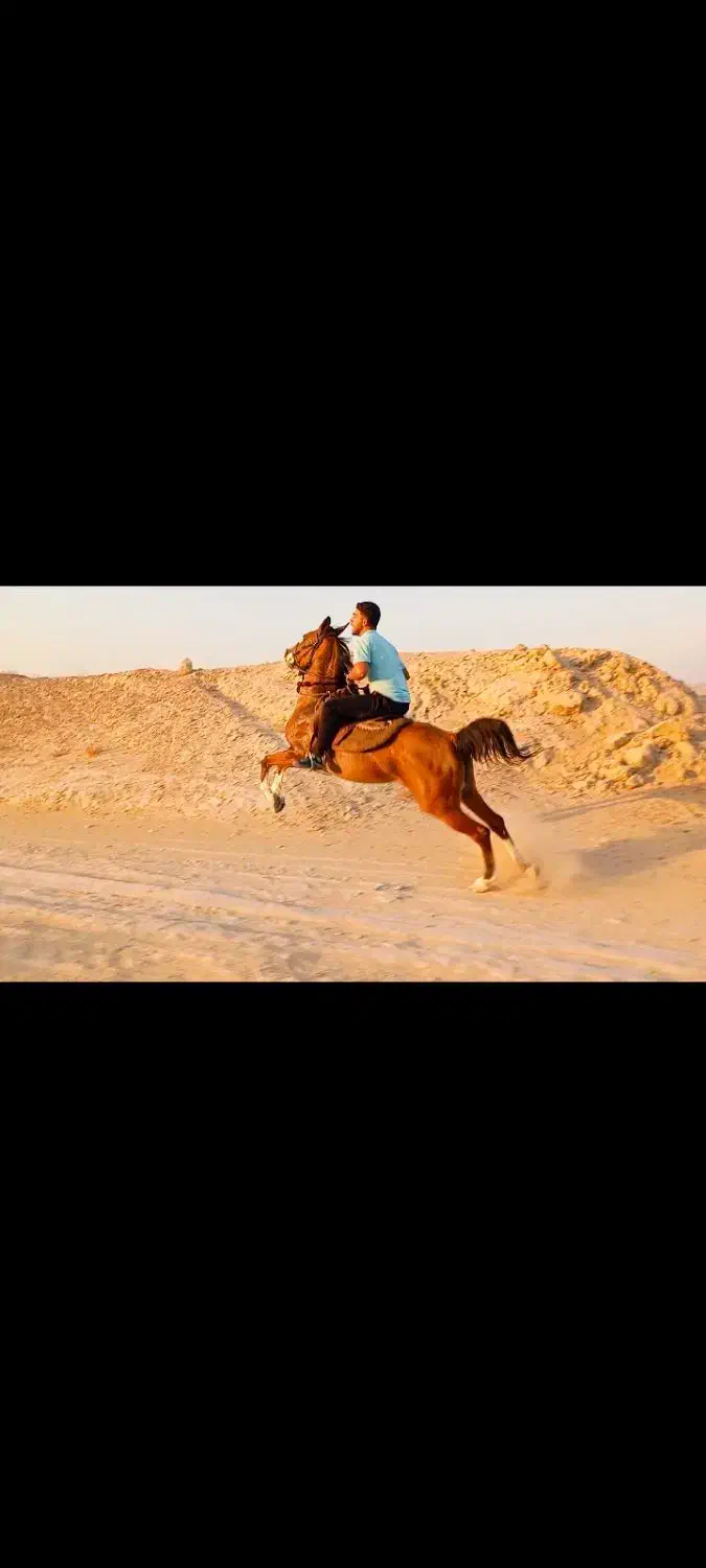 اسب مادیون|اسب و تجهیزات اسب‌سواری|شبانکاره, |دیوار