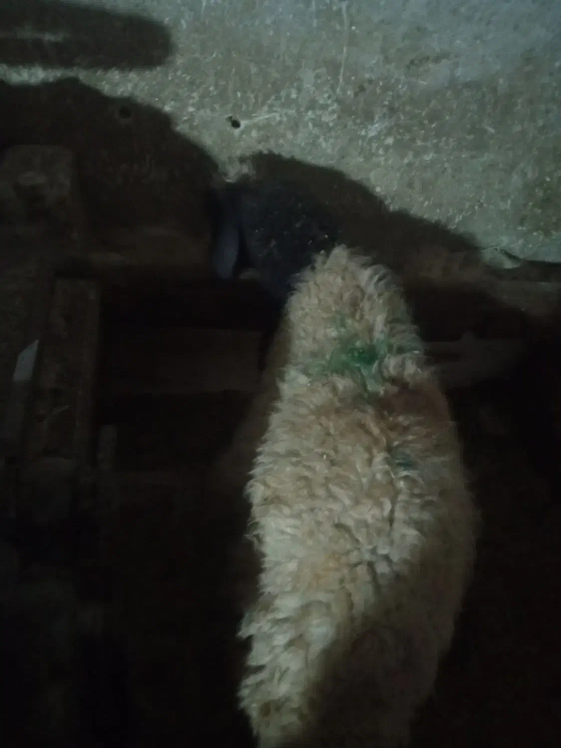 میش بره|حیوانات مزرعه|سروآباد, |دیوار