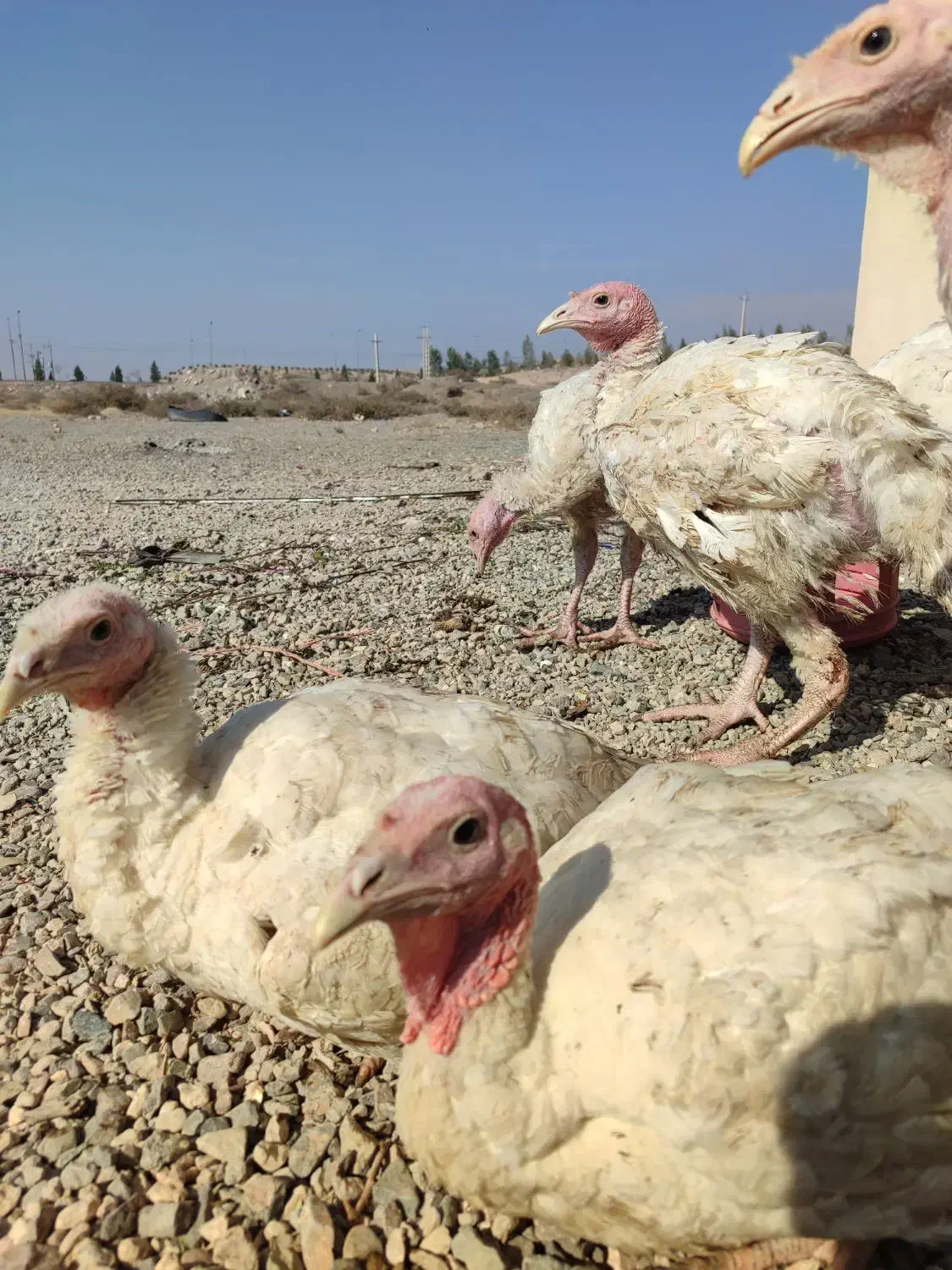 بوقلمون بیوتی|حیوانات مزرعه|قم, پردیسان|دیوار