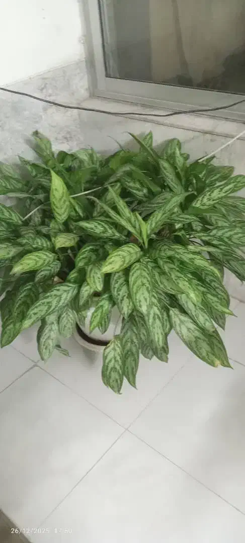 گل آگلونما|گل و گیاه طبیعی|اصفهان, سودان|دیوار