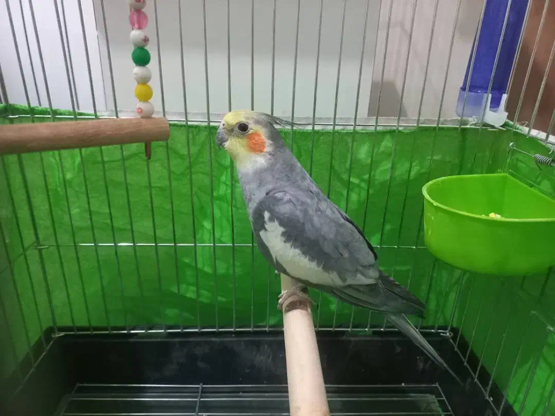 عروس هلندی نر|پرنده|کرج, شهرک بنفشه|دیوار