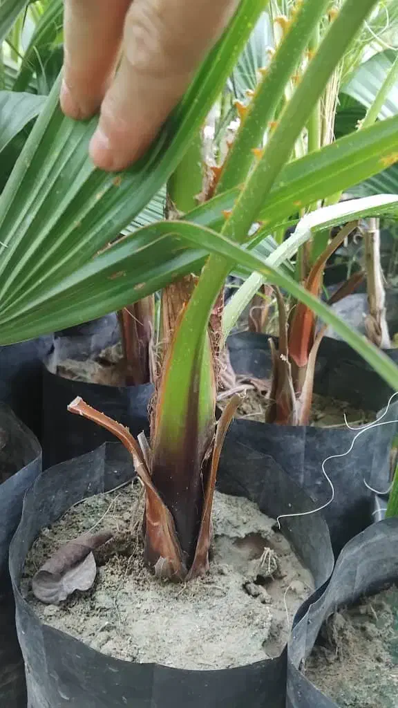 پالم واشنگتن تنه قرمز|خدمات باغبانی و درختکاری|ارطه, |دیوار