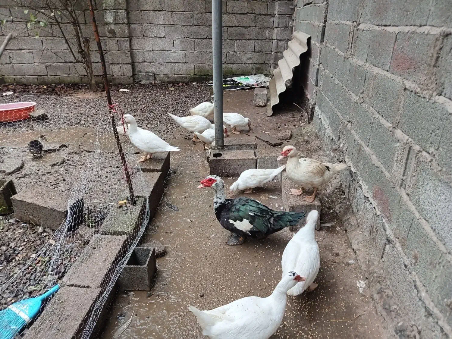 اردک اسراییلی  ۵عدد باهم ۲میلیون|حیوانات مزرعه|آستانه اشرفیه, |دیوار