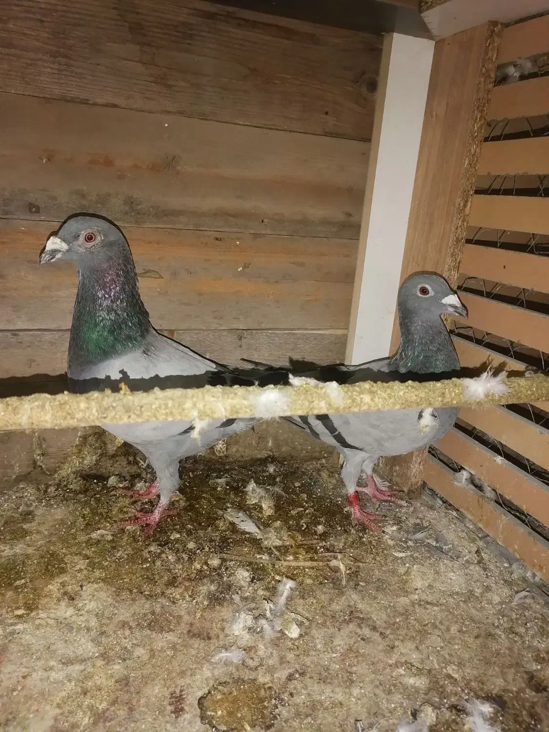 کفتر آلمانی|حیوانات|مشهد, شهرک مهر آباد|دیوار