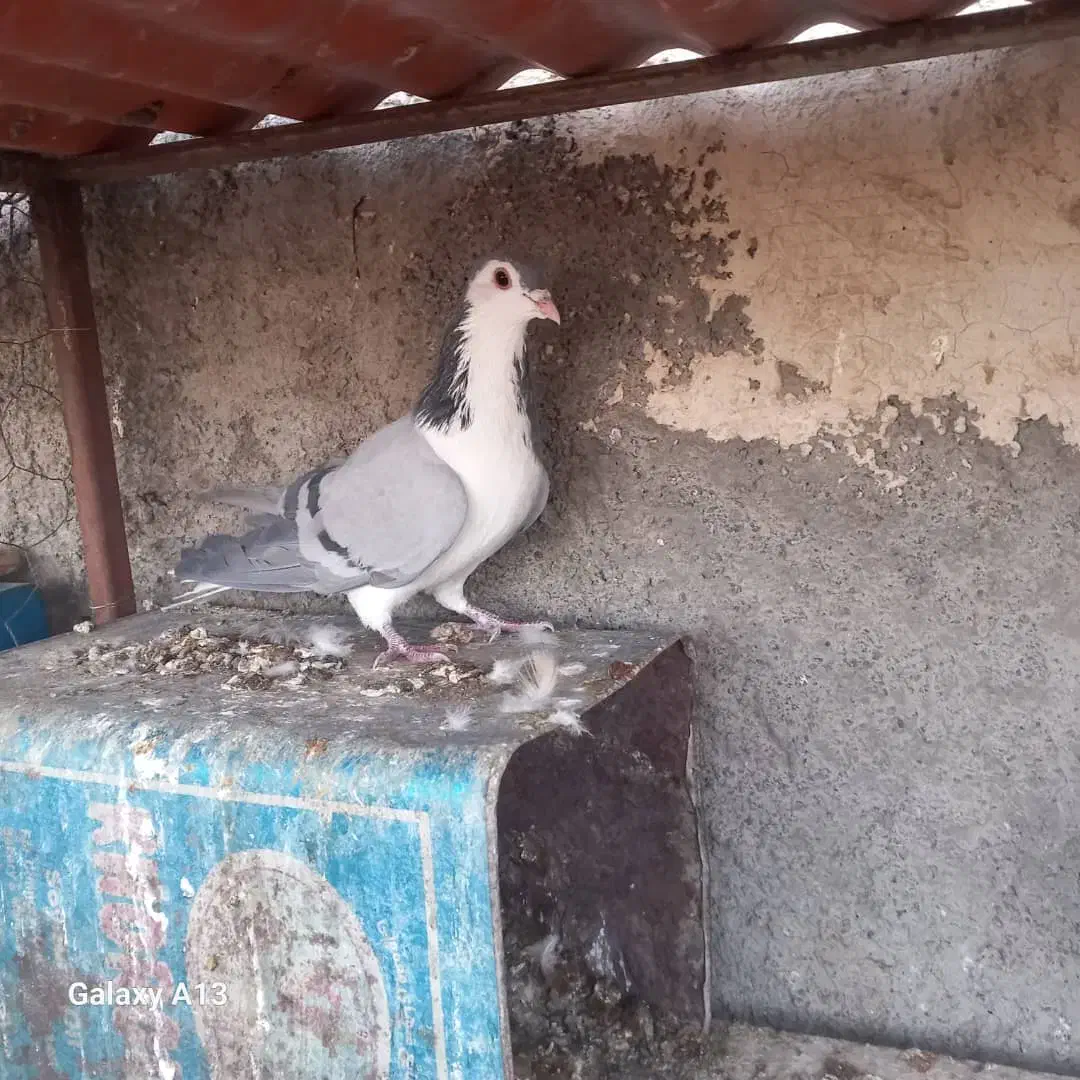 کبوتر بدرنگ پاک|پرنده|مبارکه, |دیوار