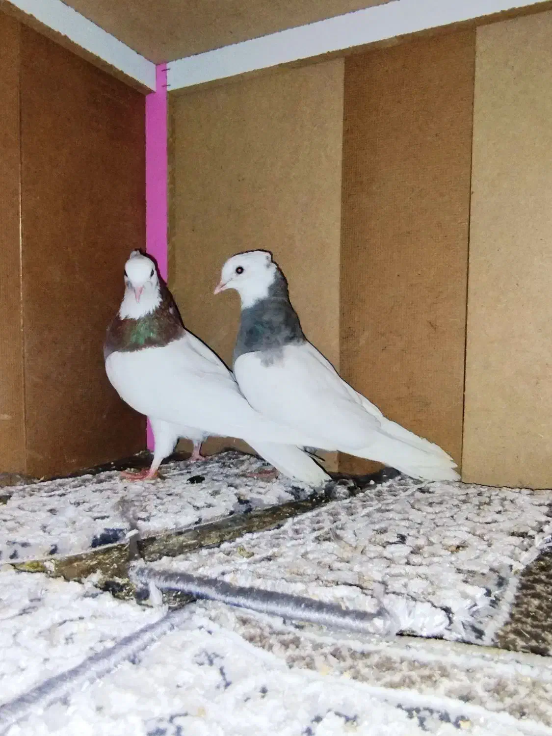 کبوتر.کفتر.پرشی رنگی|پرنده|مشکین‌دشت, |دیوار