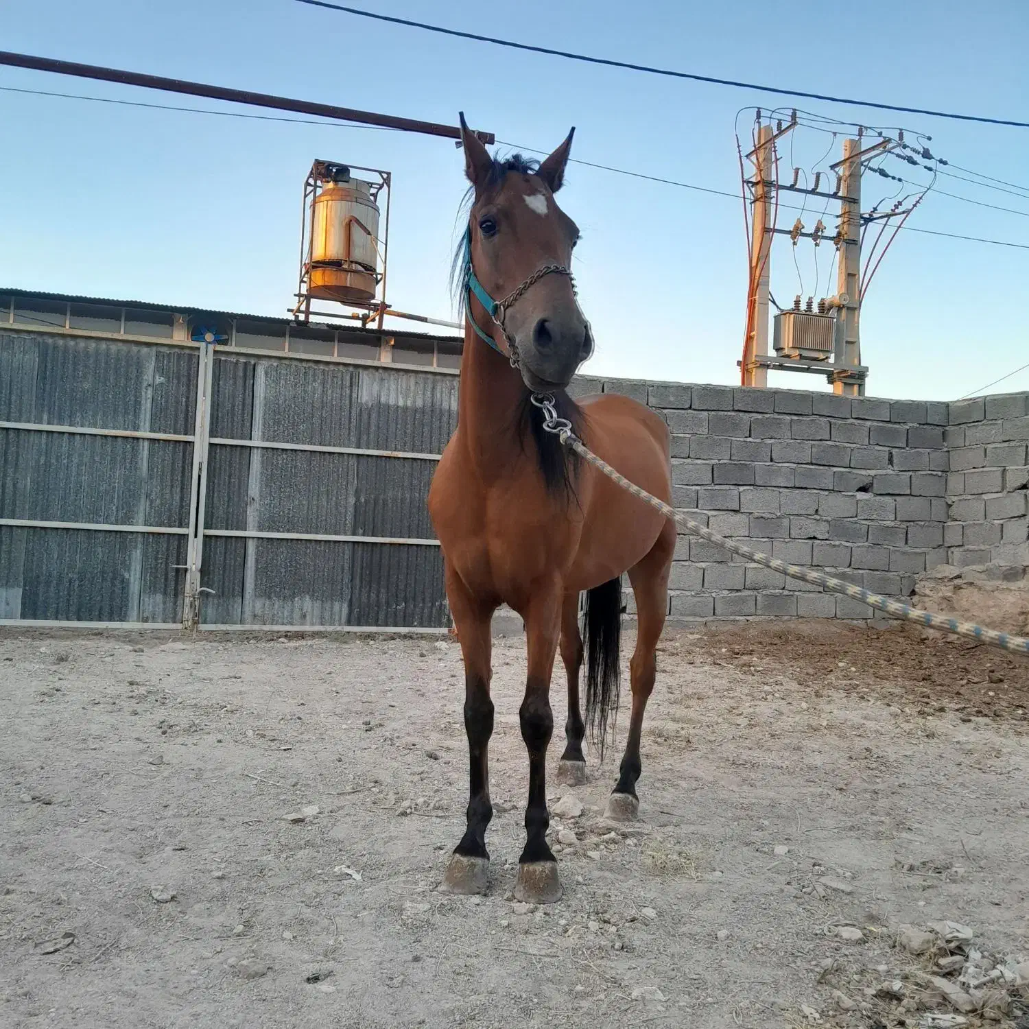 مادیان پرخون کرد|اسب و تجهیزات اسبسواری|تبریز, |دیوار