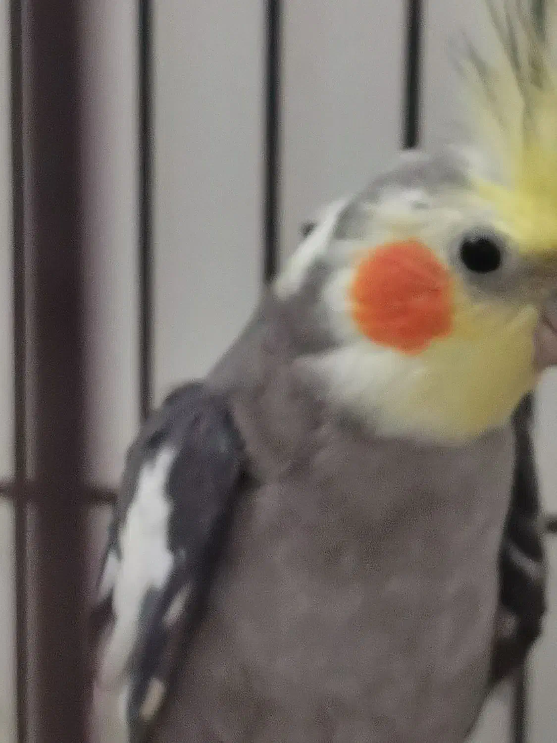 عروس نرو ماده مولد|پرنده|قم, شهدا|دیوار