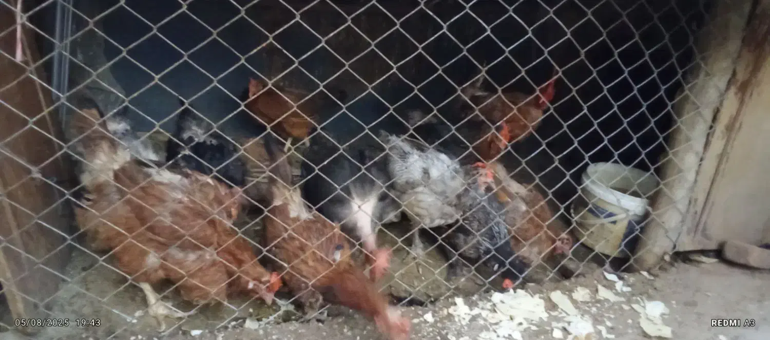 مرغ تخم گذار فقط ۳۰۰ حراج|حیوانات مزرعه|نوشین شهر, |دیوار