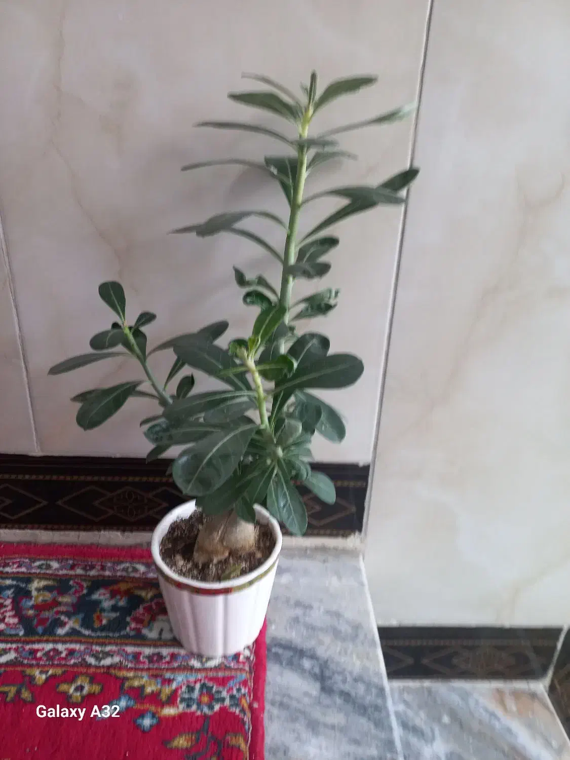 گل آدنیوم|گل و گیاه طبیعی|کرمانشاه, |دیوار