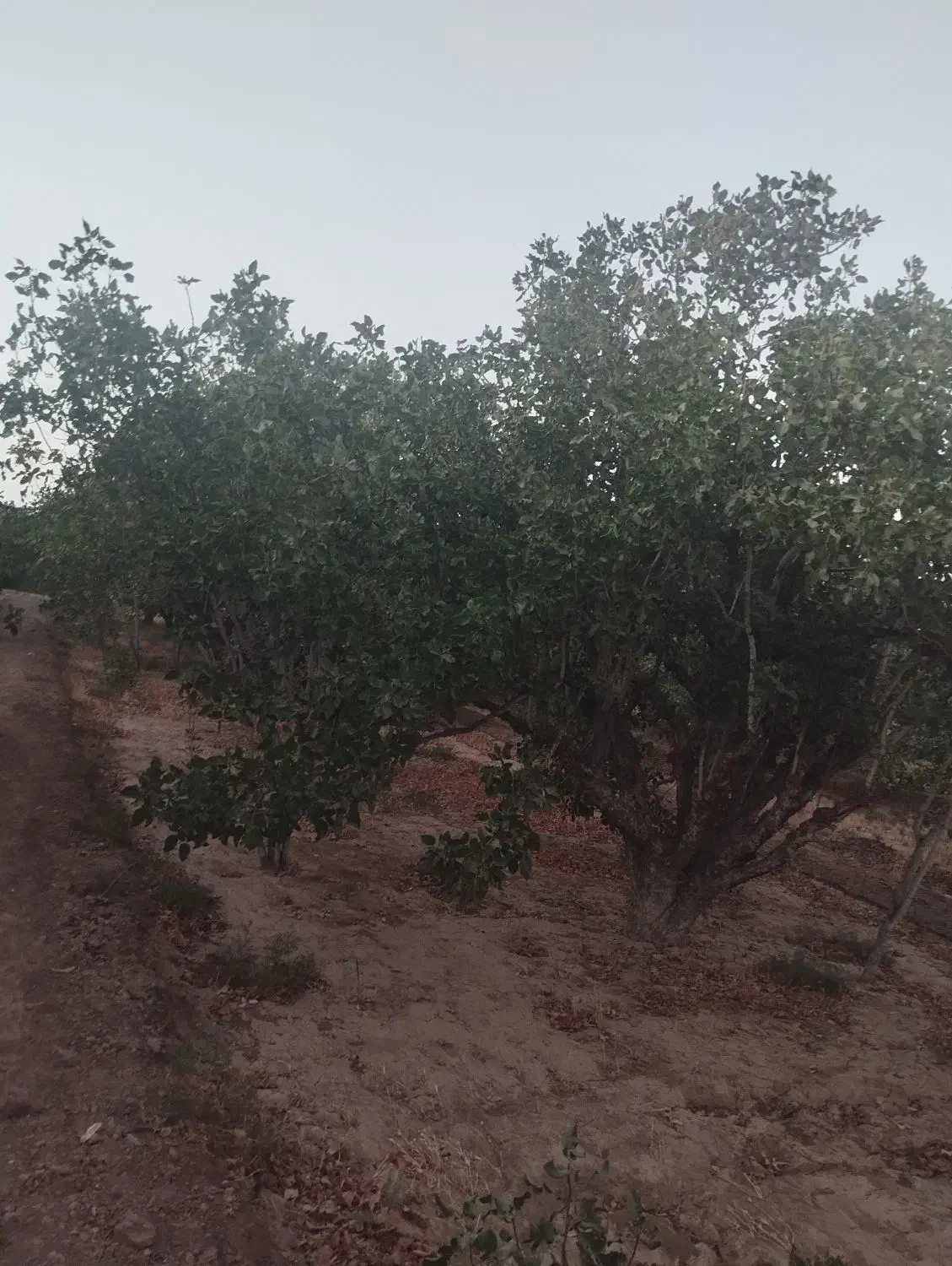 بریدن درخت با اره موتوری|خدمات باغبانی و درختکاری|اردکان, |دیوار