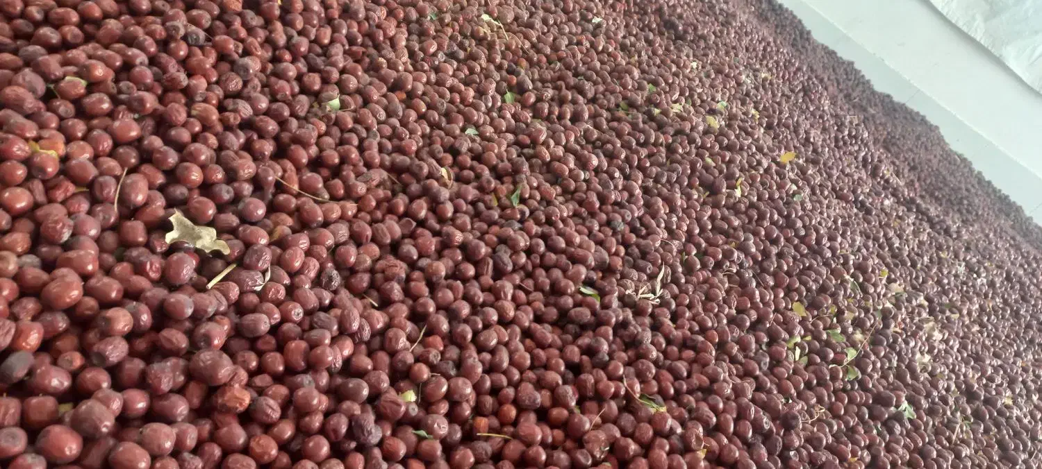 عناب|خوردنی و آشامیدنی|بیرجند, |دیوار